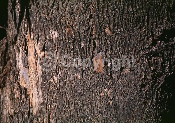 White blooms; Evergreen; Broadleaf