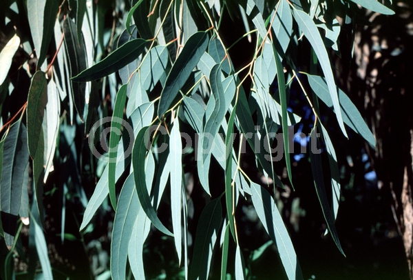 White blooms; Evergreen; Broadleaf
