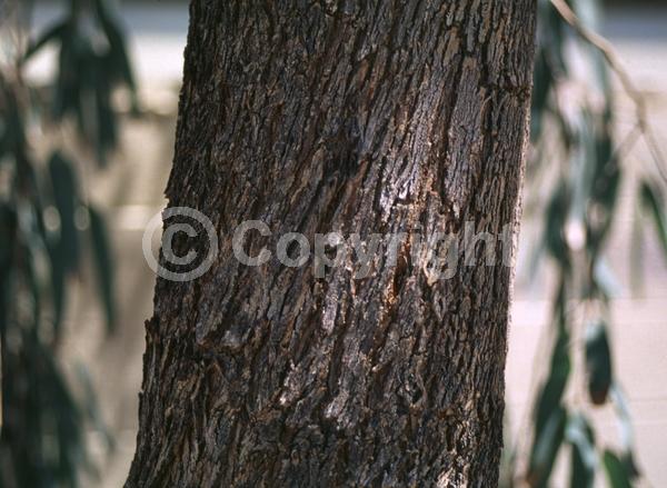 White blooms; Evergreen; Broadleaf