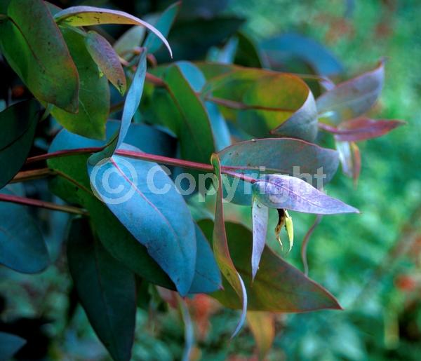 White blooms; Evergreen; Broadleaf