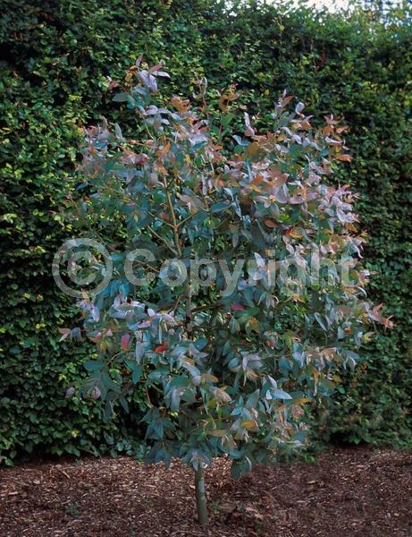White blooms; Evergreen; Broadleaf