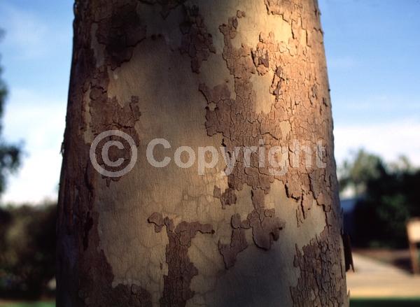 White blooms; Evergreen; Broadleaf