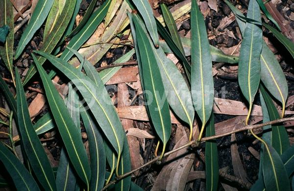 White blooms; Evergreen; Broadleaf