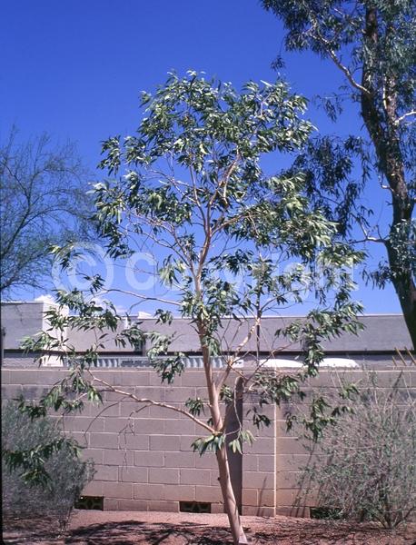 White blooms; Evergreen; Broadleaf
