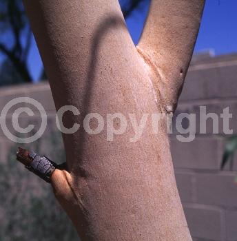 White blooms; Evergreen; Broadleaf