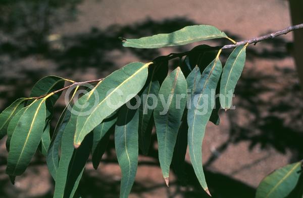 White blooms; Evergreen; Broadleaf