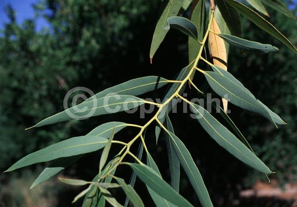 White blooms; Evergreen; Broadleaf