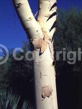 White blooms; Evergreen; Broadleaf