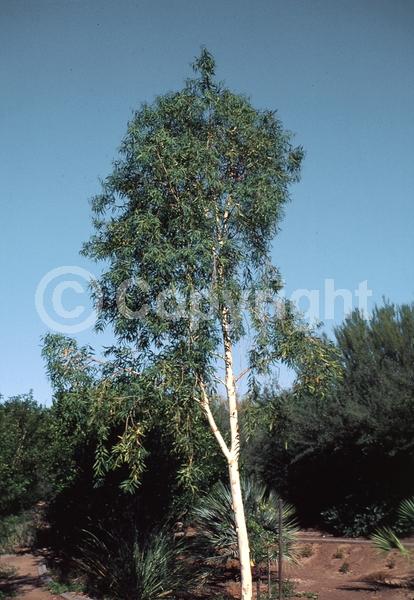 White blooms; Evergreen; Broadleaf
