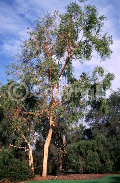 White blooms; Evergreen; Broadleaf