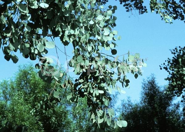 White blooms; Evergreen; Broadleaf