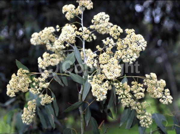 White blooms; Evergreen; Broadleaf