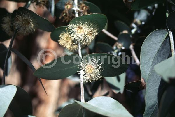 White blooms; Evergreen; Broadleaf