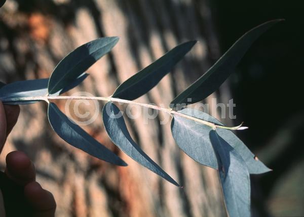 White blooms; Evergreen; Broadleaf