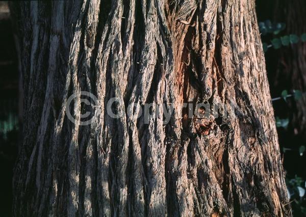 White blooms; Evergreen; Broadleaf