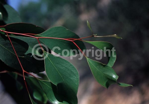Red blooms; Pink blooms; Evergreen; Broadleaf
