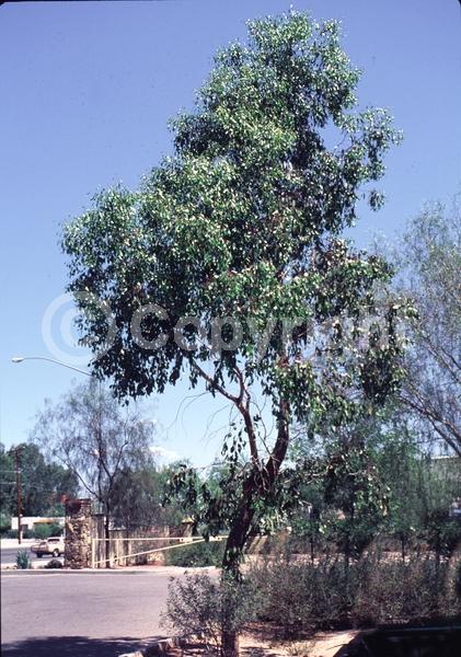 Red blooms; Pink blooms; Evergreen; Broadleaf