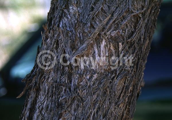 Red blooms; Pink blooms; Evergreen; Broadleaf