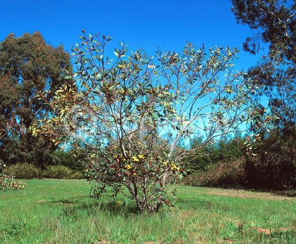 Yellow blooms; Semi-evergreen