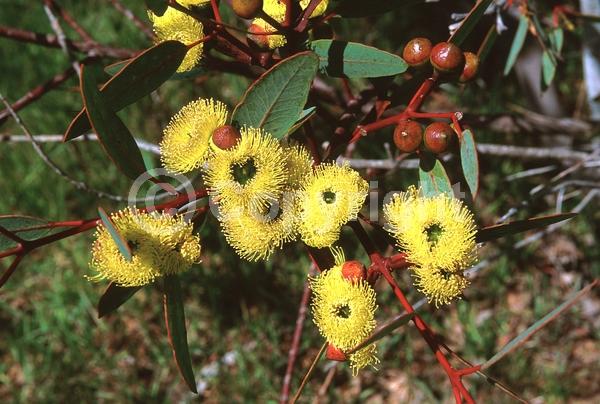 Yellow blooms; Semi-evergreen