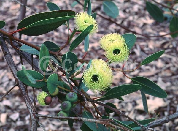 Yellow blooms; Semi-evergreen