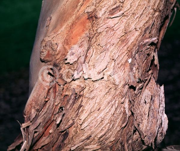 White blooms; Evergreen