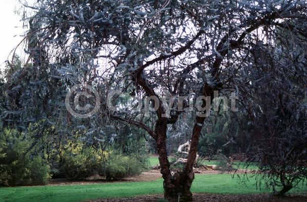 White blooms; Evergreen