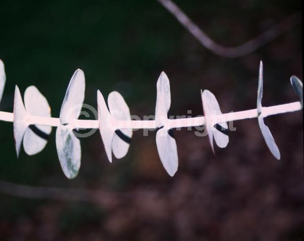 White blooms; Evergreen