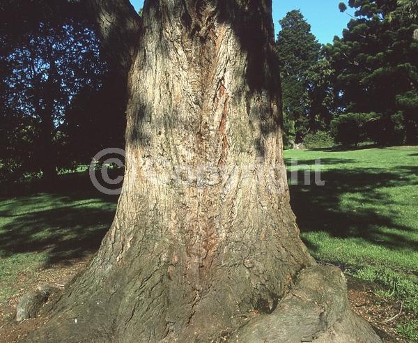 White blooms; Evergreen