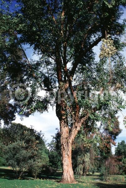 White blooms; Evergreen