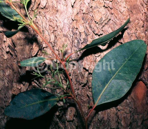 White blooms; Evergreen
