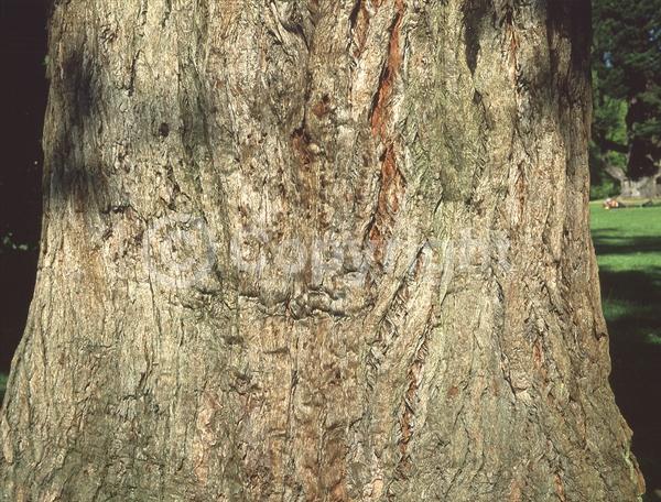 White blooms; Evergreen