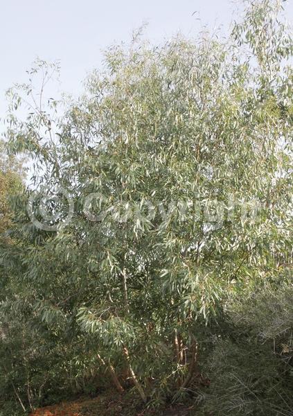 White blooms; Evergreen