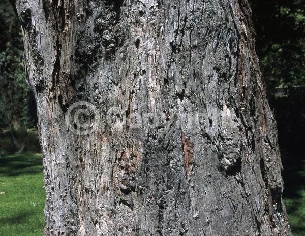Yellow blooms; White blooms; Semi-evergreen