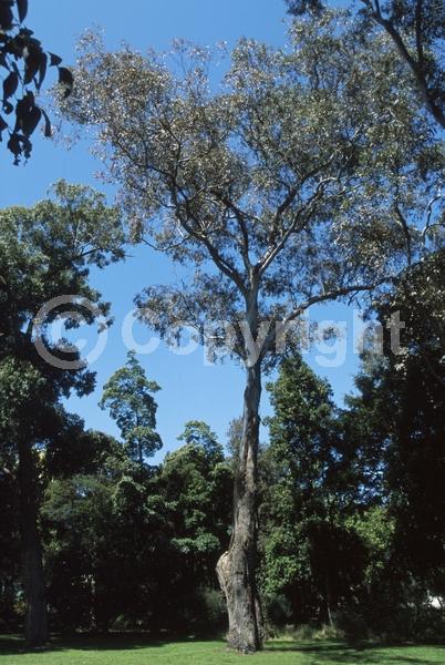 Yellow blooms; White blooms; Semi-evergreen