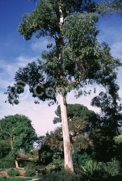 White blooms; Evergreen; Broadleaf