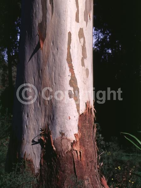 White blooms; Evergreen; Broadleaf