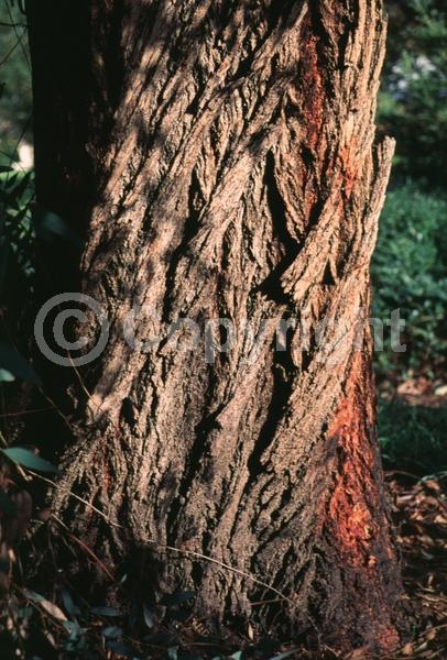 Red blooms; Evergreen; Broadleaf