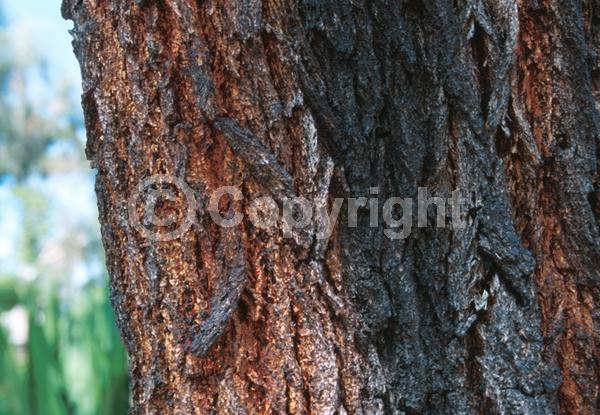 Red blooms; Pink blooms; Evergreen; Broadleaf