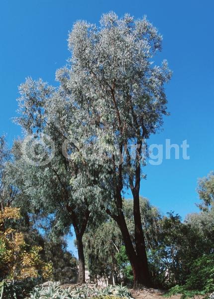 Red blooms; Pink blooms; Evergreen; Broadleaf
