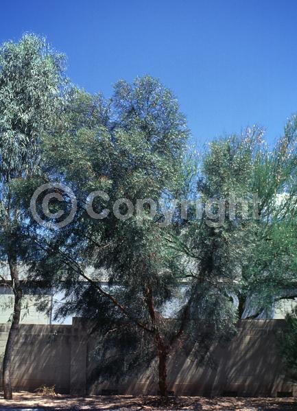 Yellow blooms; White blooms; Evergreen; Broadleaf