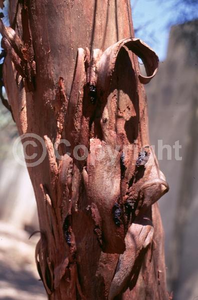 Yellow blooms; White blooms; Evergreen; Broadleaf