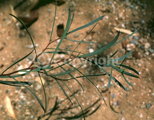 Yellow blooms; White blooms; Evergreen; Broadleaf