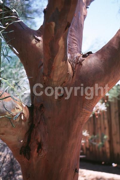 Yellow blooms; White blooms; Evergreen; Broadleaf