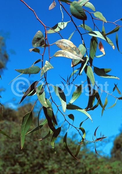 Yellow blooms; White blooms; Semi-evergreen