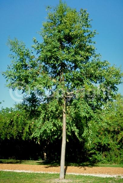 White blooms; Evergreen; Broadleaf