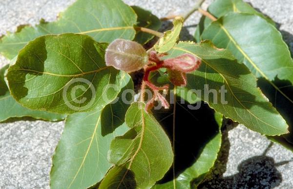 White blooms; Evergreen; Broadleaf