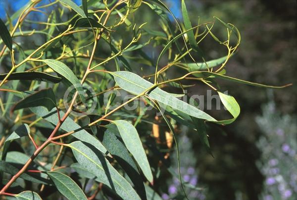Red blooms; Pink blooms; Semi-evergreen