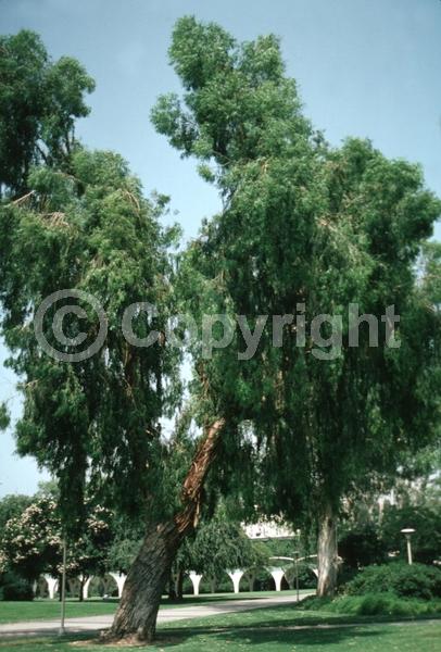 Red blooms; Pink blooms; Evergreen; Broadleaf
