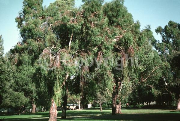 Red blooms; Pink blooms; Evergreen; Broadleaf